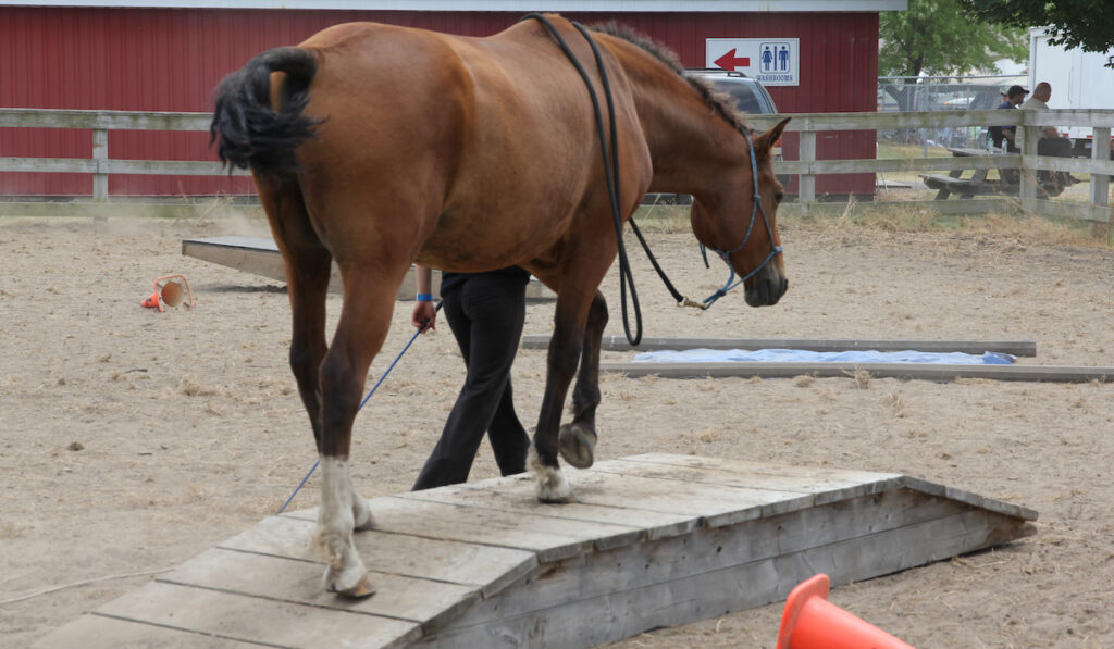 horse walking on horse bridge