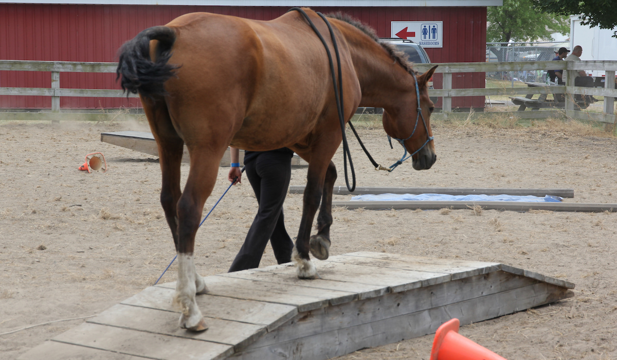 Plans For Building A Horse Bridge Helpful Horse Hints