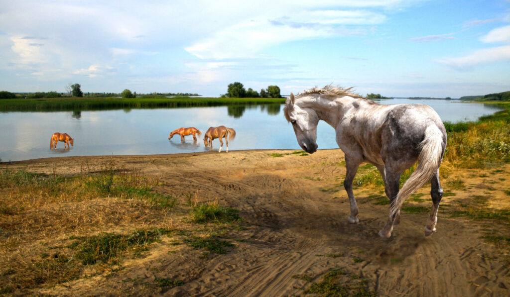 Horses drinking water at the river
