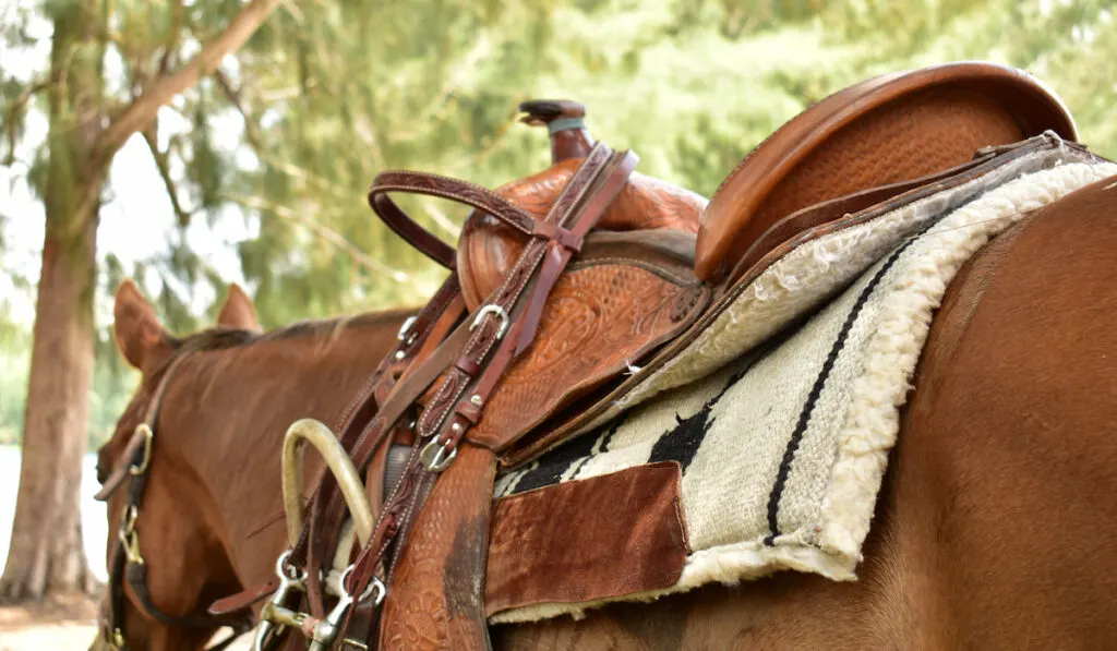 horse wearing a brown leather western saddle