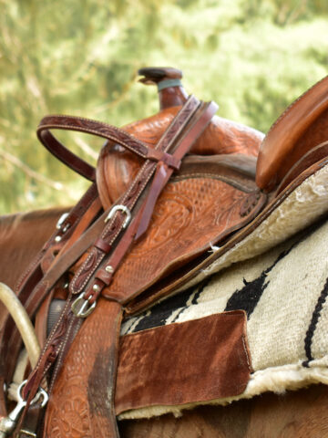 McClellan Saddle vs. Western Saddle - Helpful Horse Hints
