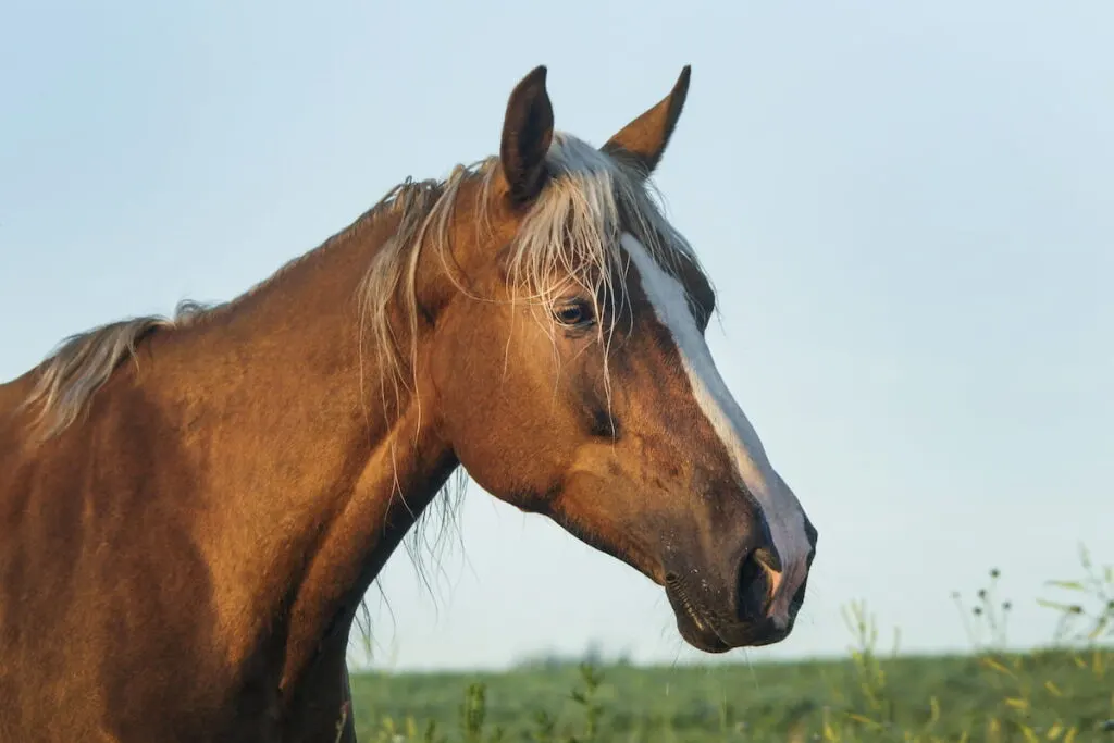 horse with a white blaze on her head walks on the green field