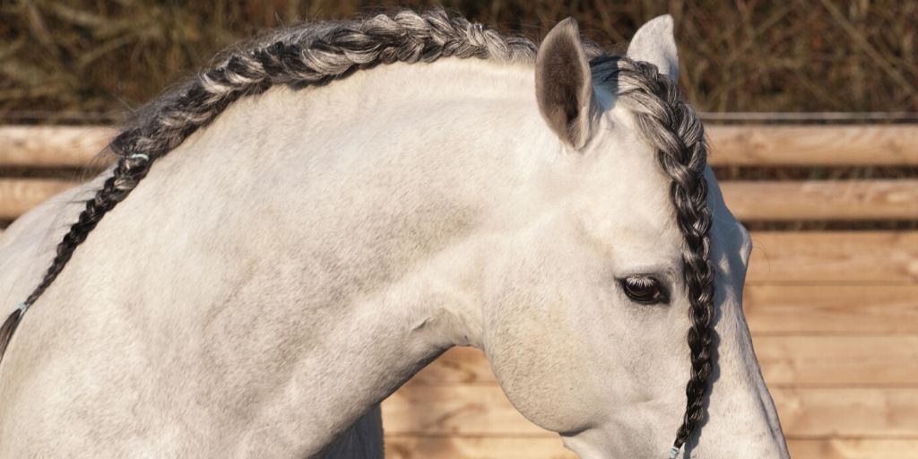 horse with braided mane