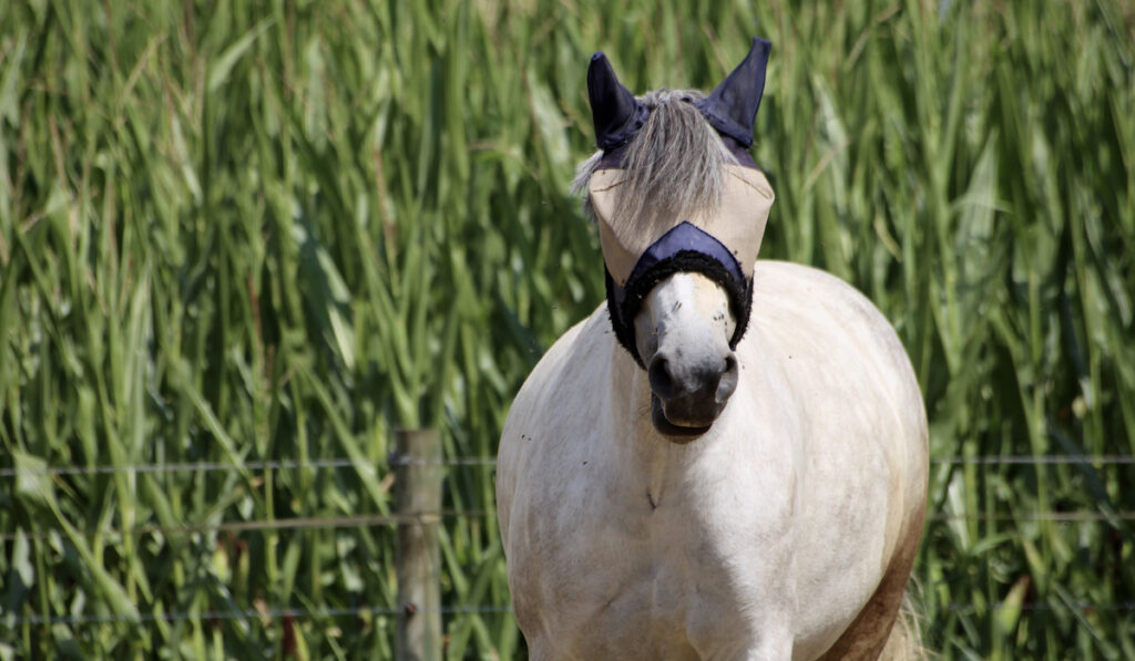 horse wearing a mask in the field