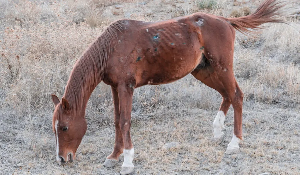 horse with rain rot