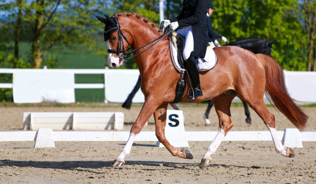 horse with rider during a class M test in the gait trot levitation phase