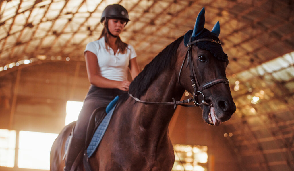 horse with rider