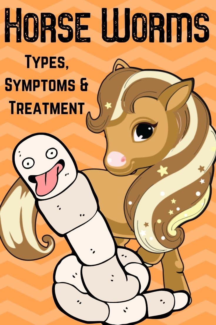 Worms In Horses Types, Symptoms & Treatment Options Helpful Horse Hints