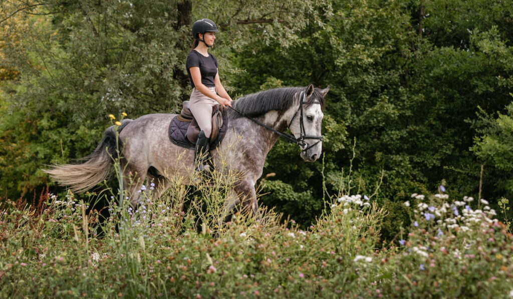 gaited horse