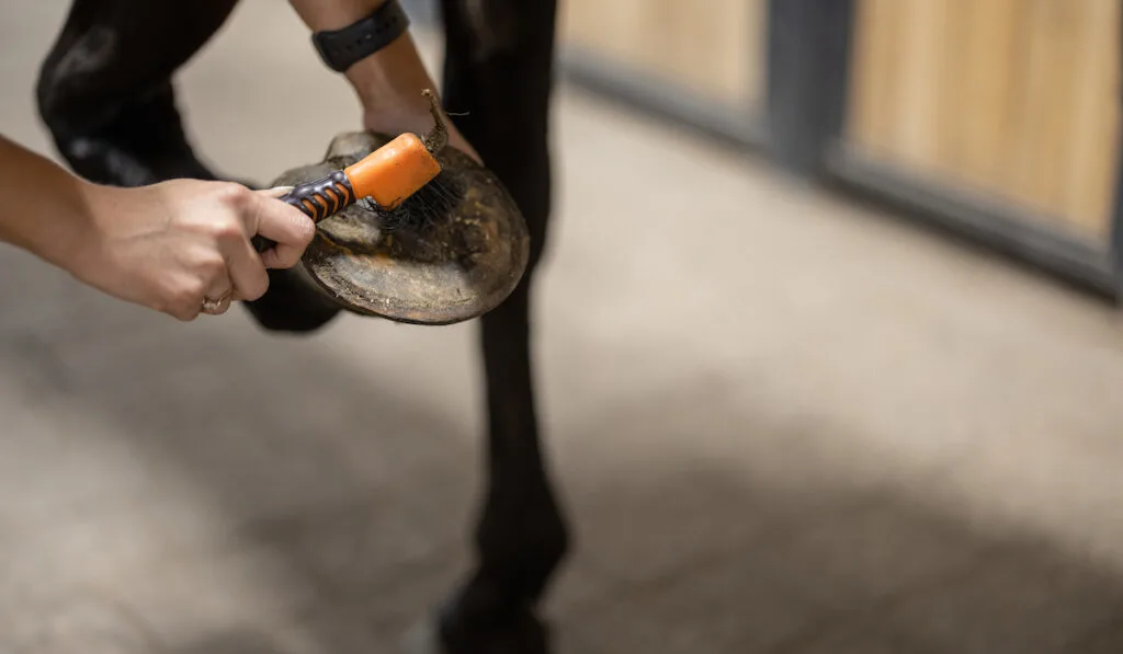 horseman brushing horse foot