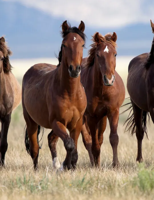 horses running in the field