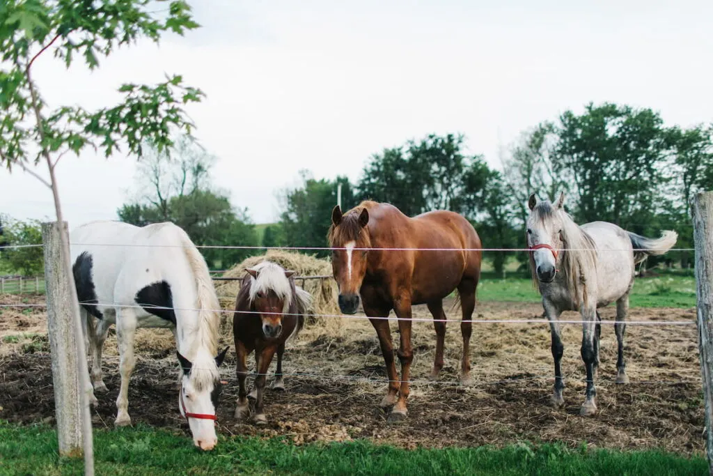 horses and a palomino pony 