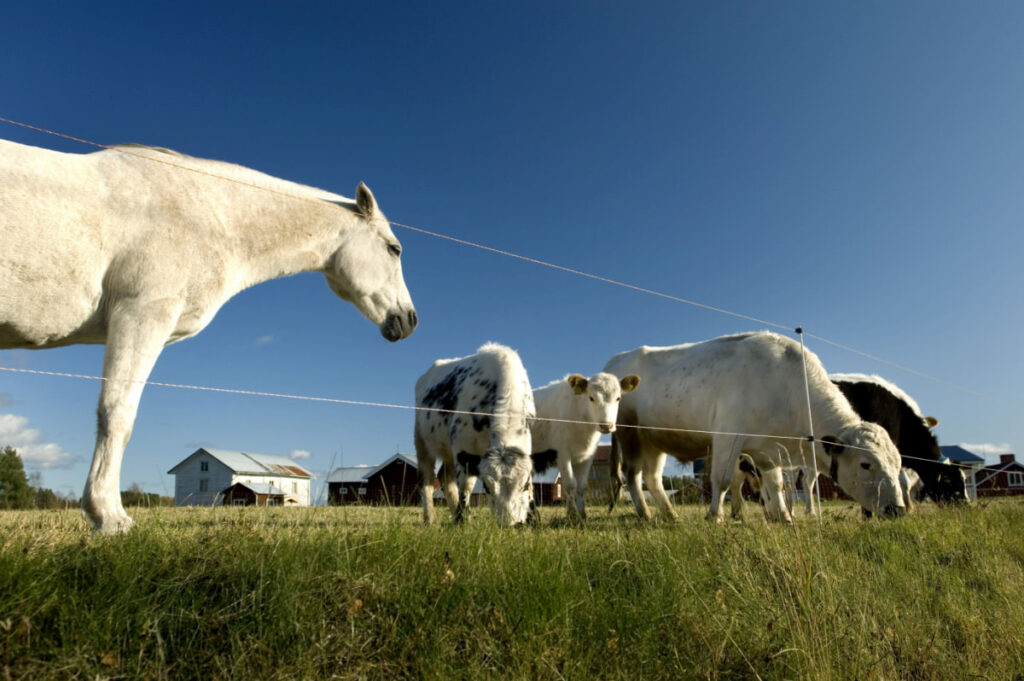 horses and cows living together in a pasture inside a fence