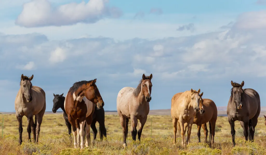 horses and foals