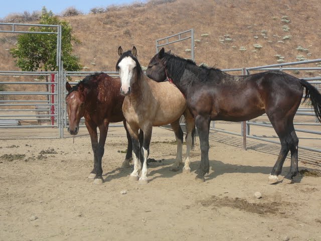 BLM Horses at an adoption event in Redlands, CA
