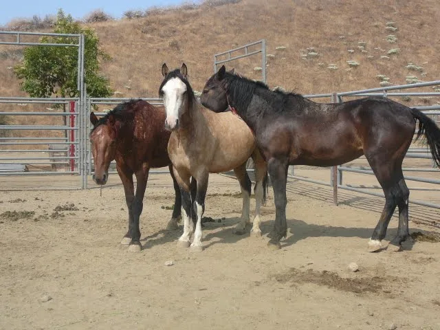 BLM Horses at an adoption event in Redlands, CA