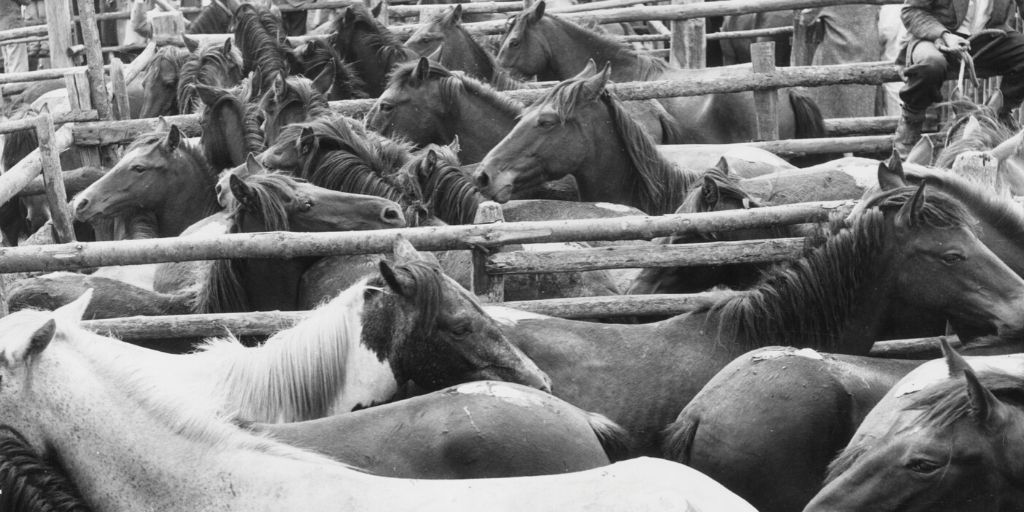 horses at an auction yard