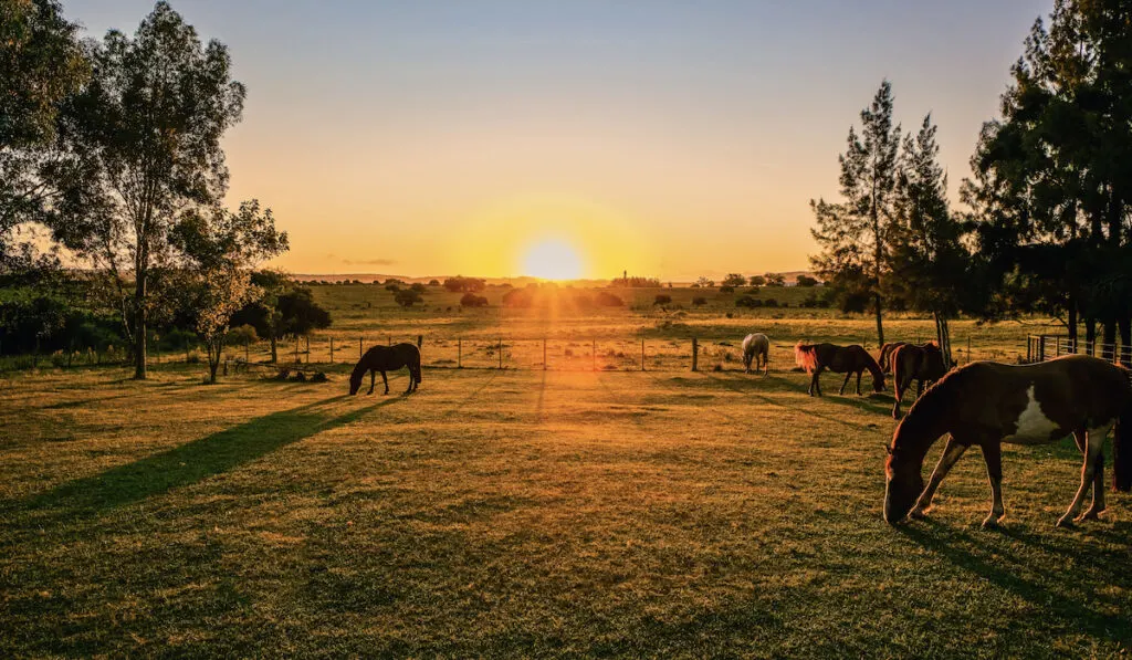 horses at farm on sunset