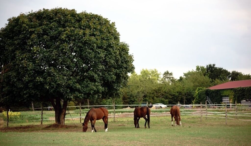 horses at the horse farm