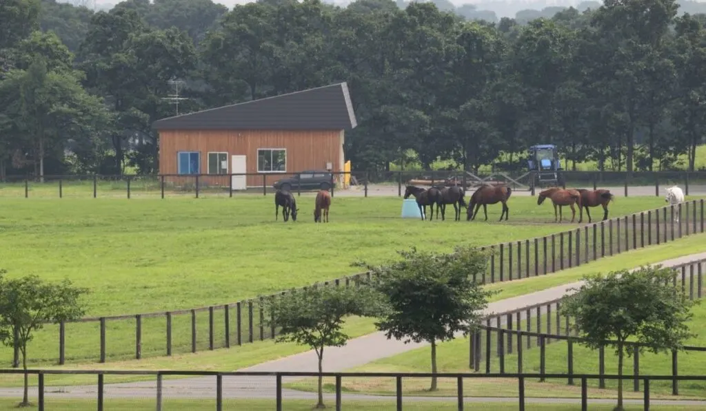 horses at the horse farm for their afternoon rounds