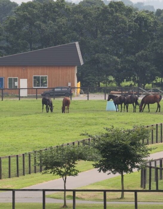 horses at the horse farm for their afternoon rounds