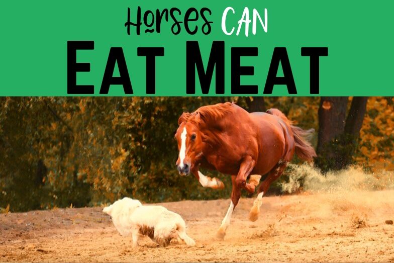 Horses Can Eat Meat And They Do In Limited Situations Helpful Horse Hints