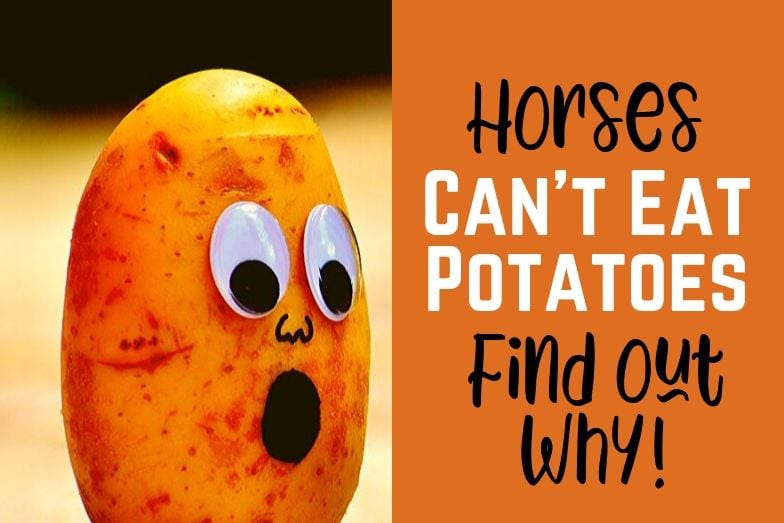 Horses Should Not Eat Potatoes Learn Why Helpful Horse Hints
