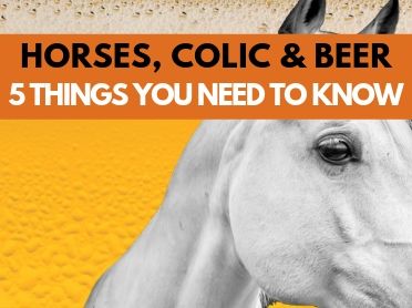 Horses Colic And Beer 5 Things You Need To Know Helpful Horse Hints