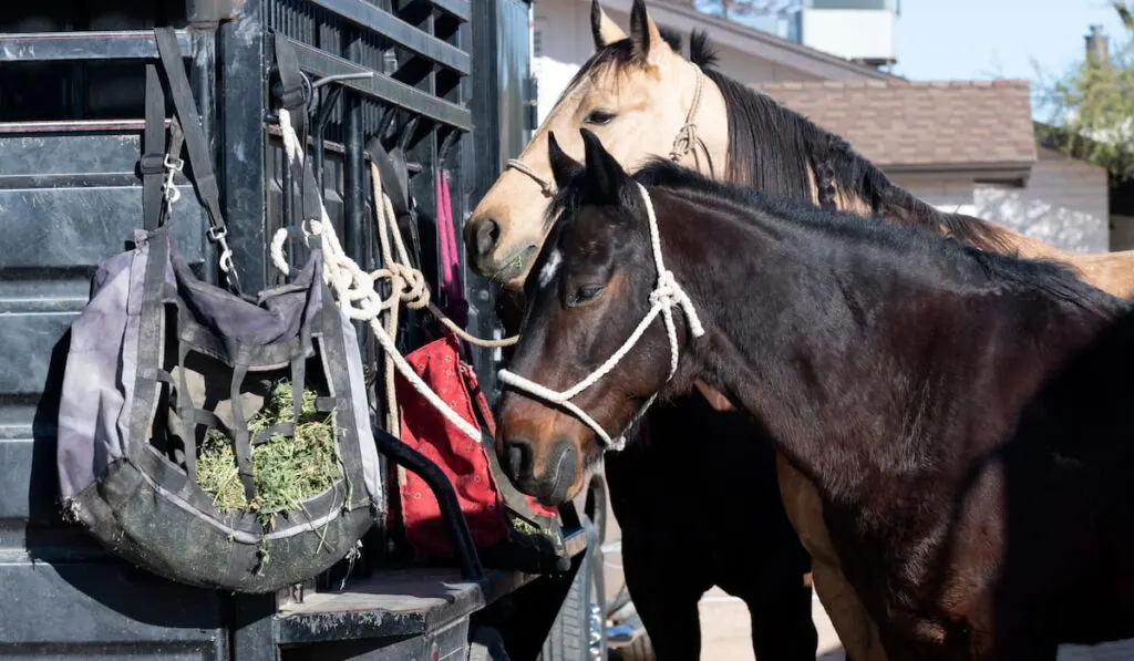 horses eating from a trailer side feeder 