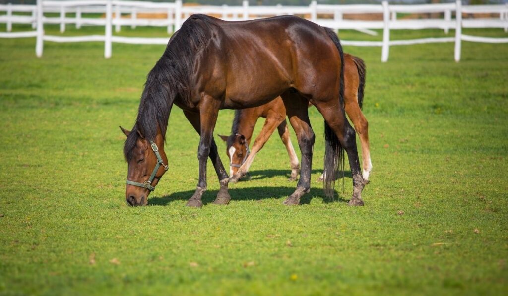 horses eating grass