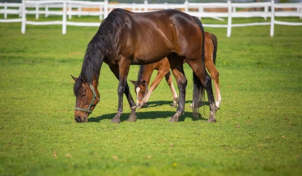 horses eating grass