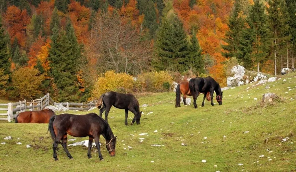 horses eating grass at the horse farm