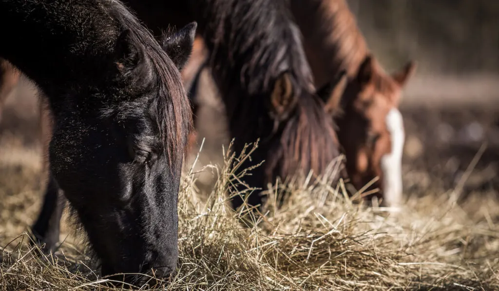 horses eating hay