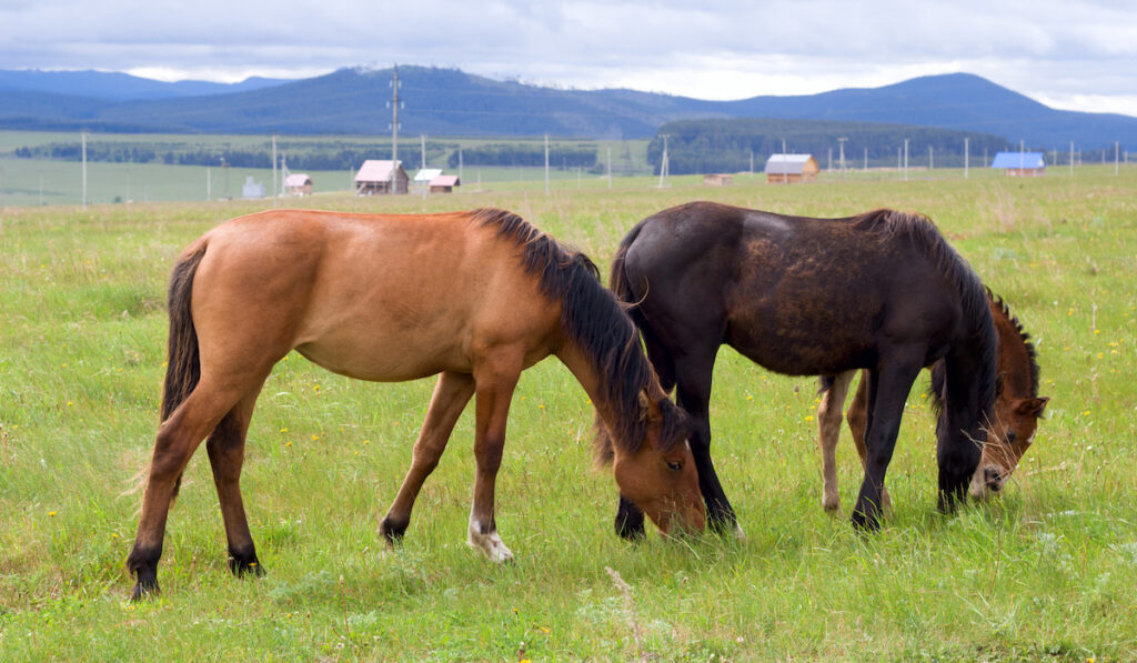 horses graze on the farm field