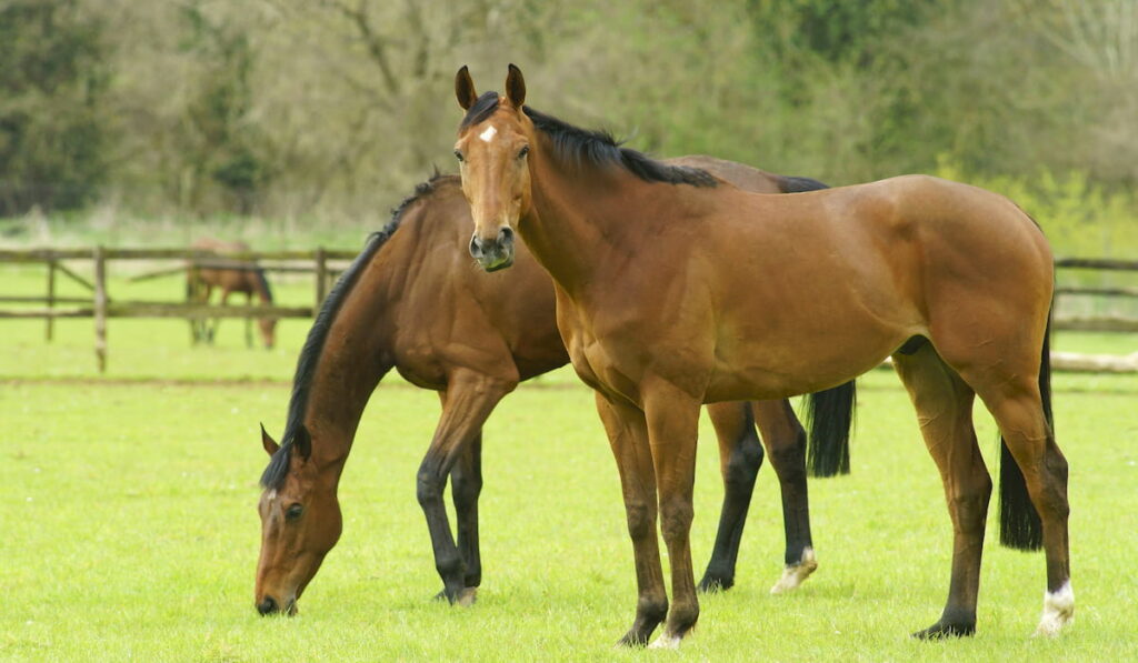 horses grazing in pasture