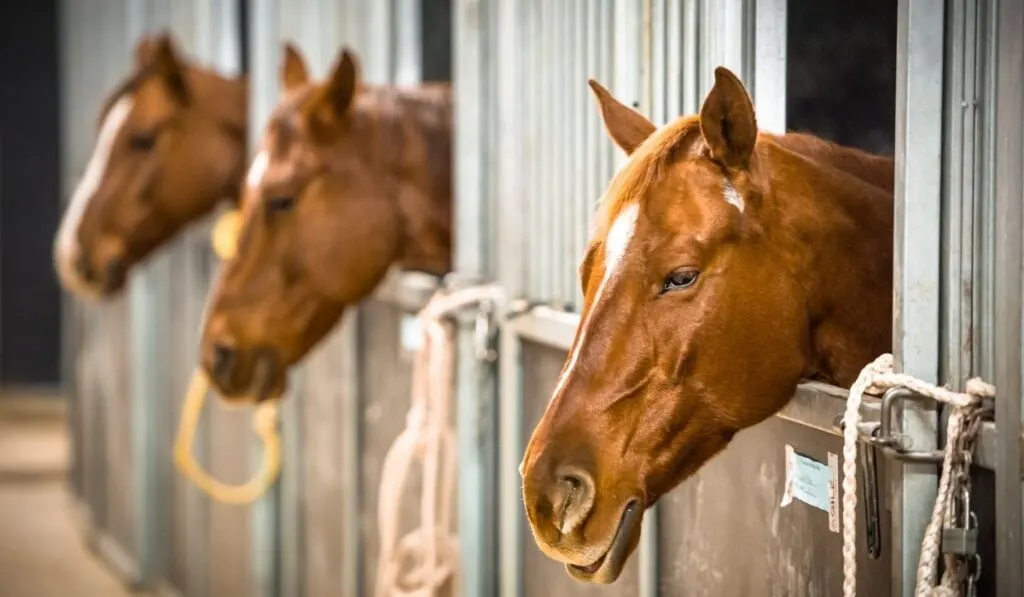horses in their stable