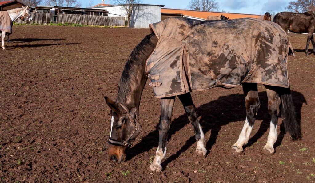 horses in turnout blankets