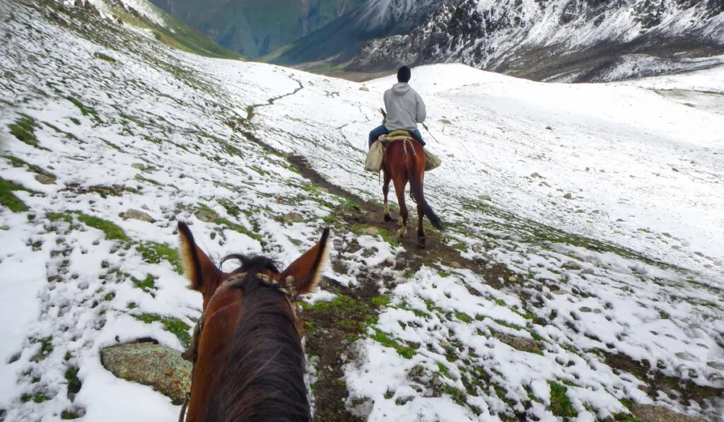 horses in winter