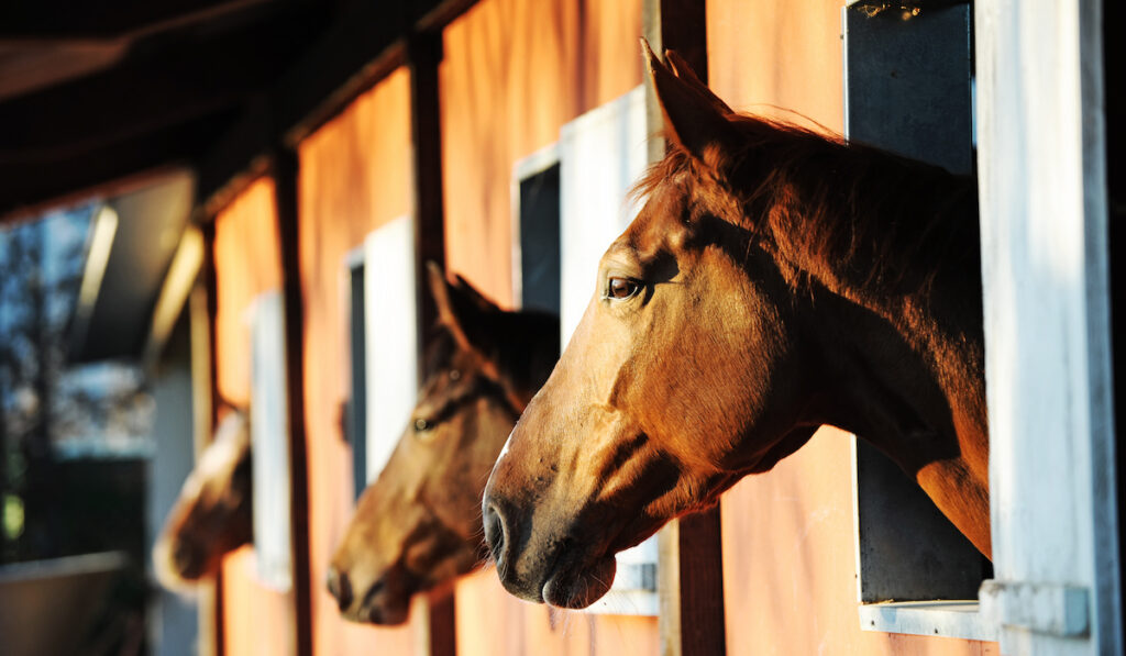 horses inside a stable