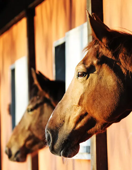 horses inside a stable