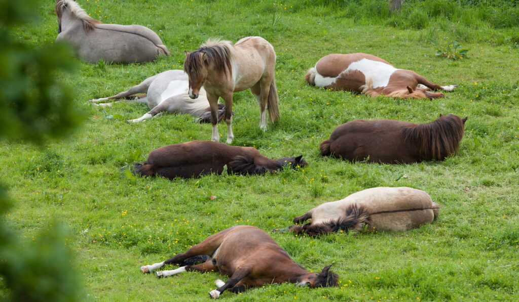 horses on the field sleeping