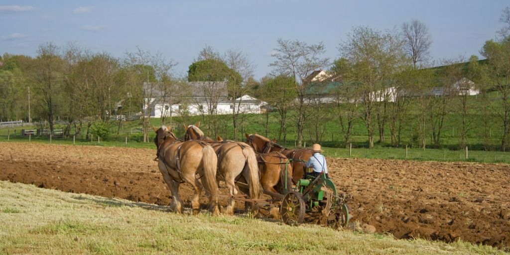 horses plowing a field