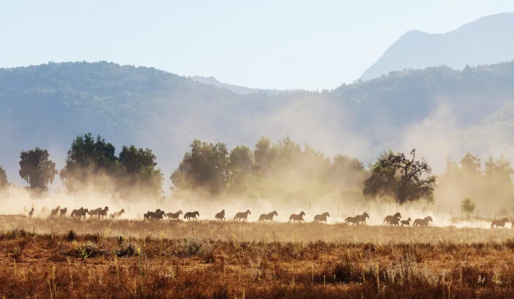 horses running on field