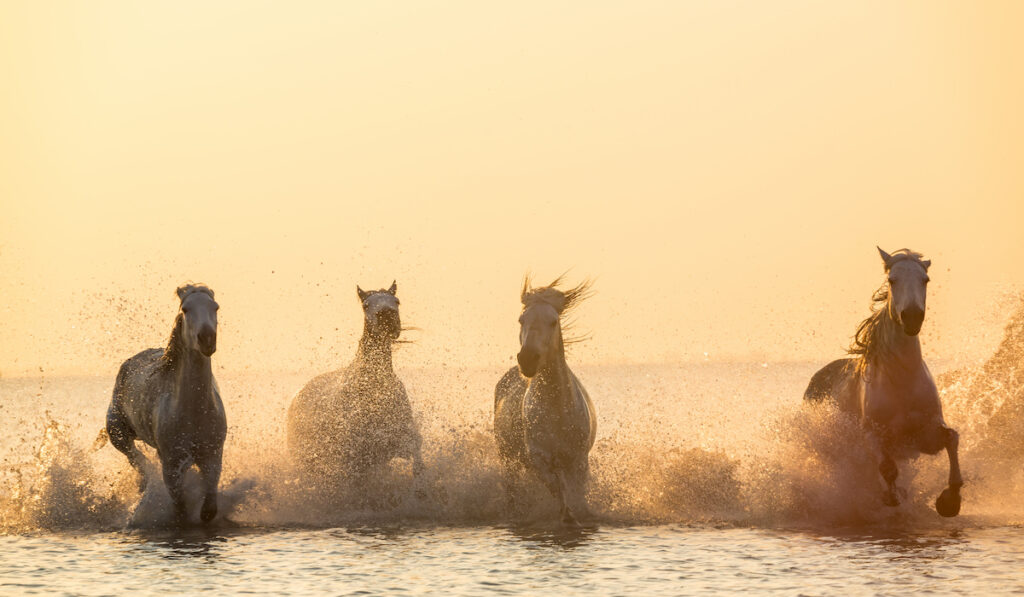 horses running on water during sunset