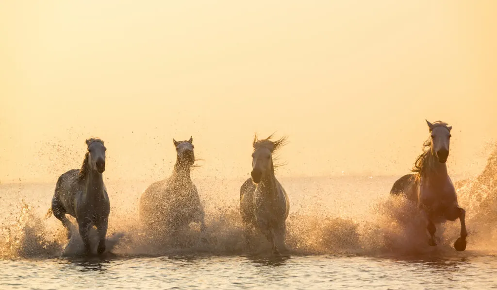 horses running on water during sunset