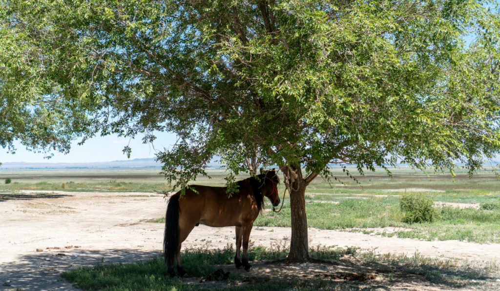 Horse tied in the tree for shade