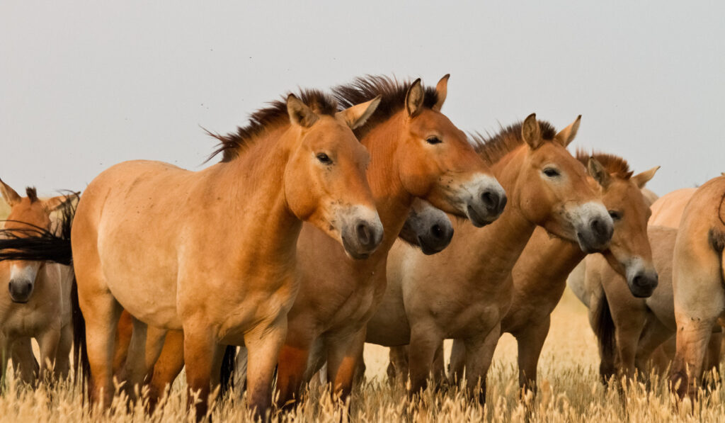  horses stand in the middle of the steppe
