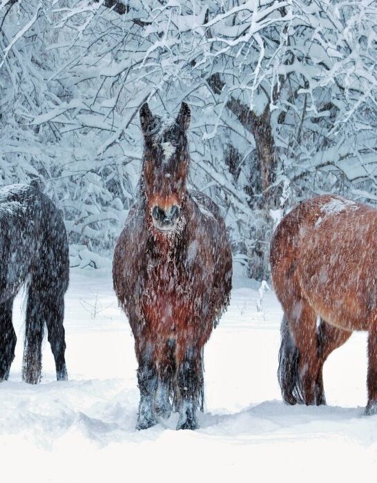 horses standing in the snow