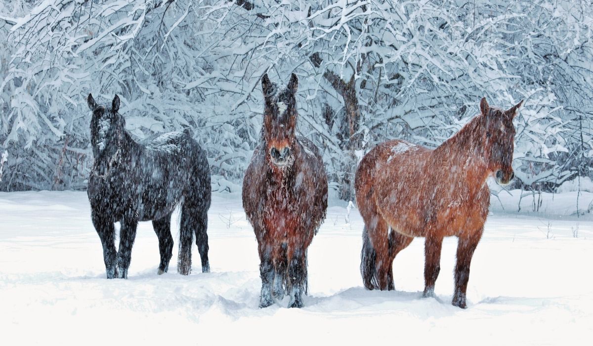 Do Horses Get Cold? How to Know When to Blanket Helpful Horse Hints