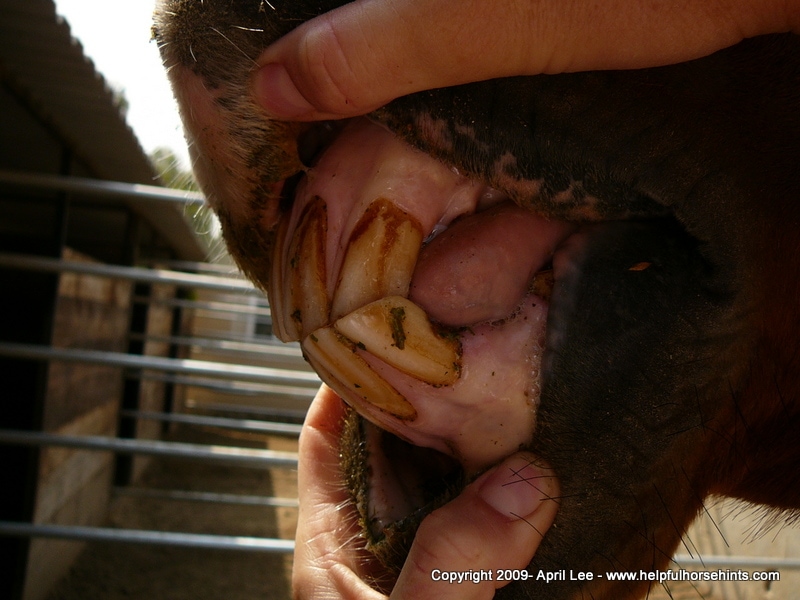 left side of the horses mouth showing its teeth